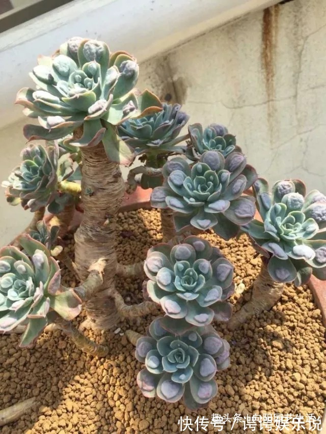 3种多肉最“保值”,越养越值钱,赶紧养几棵,5年后价格翻10倍