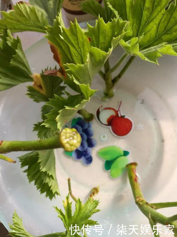 秋季|3种枝条泡水里,10天长根,一次开花100朵,水培成活率更高!
