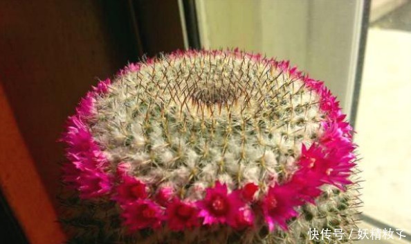 玉翁玉翁|他养了1盆“仙人球”,开花100朵,漂亮极了,大家都说头回见