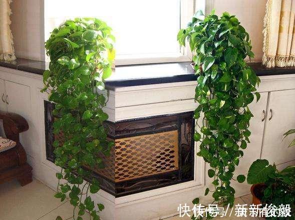 自制绿萝三脚架,6步就完成,绿萝分分钟长成绿瀑布