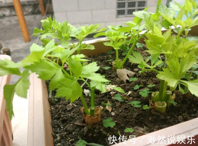 这5种菜留好根,放在水培瓶里,没几天长出小盆栽叶子还能吃