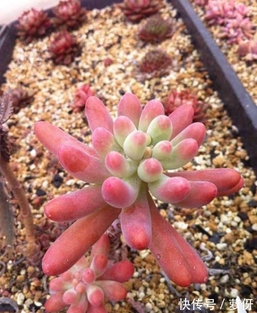 多肉乙女心,好看又好养,学会扦插法,一盆变多盆!