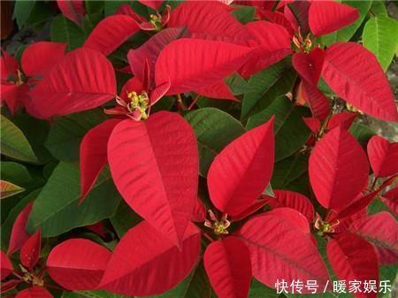 这8种花,冬天非但冻不死,还花开不断,挤满整个阳台!