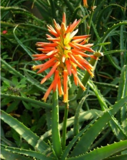 见过“芦荟”开花吗想要开出漂亮的花,掌握3点就够了!