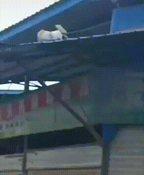 |搞笑动图:终于下雪了,小企鹅开心得跳起来!