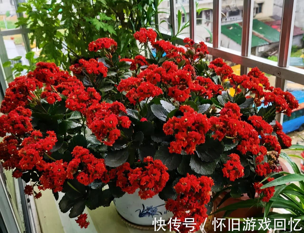 光照|长寿花打花苞了,注意4点,不消苞,不落蕾,花期长