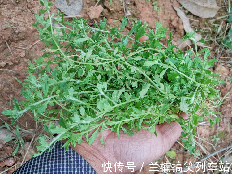 老农民们|农村路边随处可见的野草,不起眼却对鼻炎有奇效,都认识下