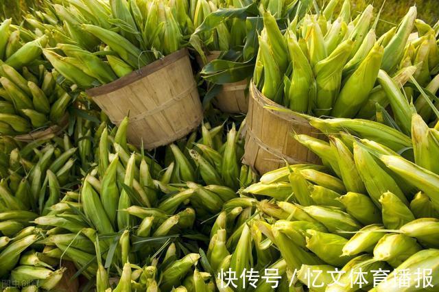 营养流|吃玉米的季节到啦,一篇文章告诉你关于玉米的那些事