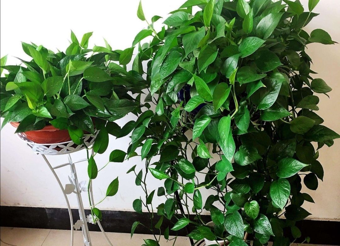 为什么说“一棵绿萝七个鬼”绿萝养在家里到底好不好