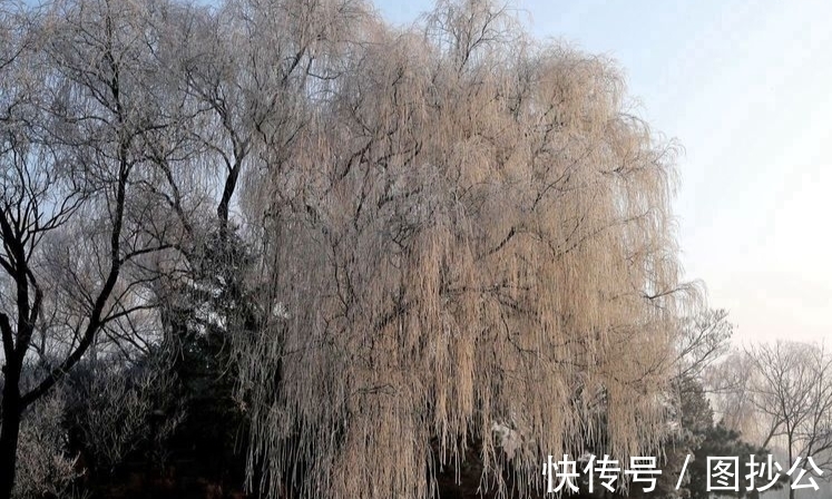 梅花！诗词原创：七绝5首岁杪天寒有感｜江南风雪无人管，只有梅花满眼开