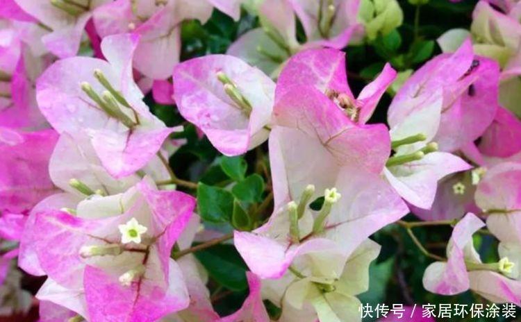 4种花养家里，号称“开花机器”，一开就是一年，开成花园