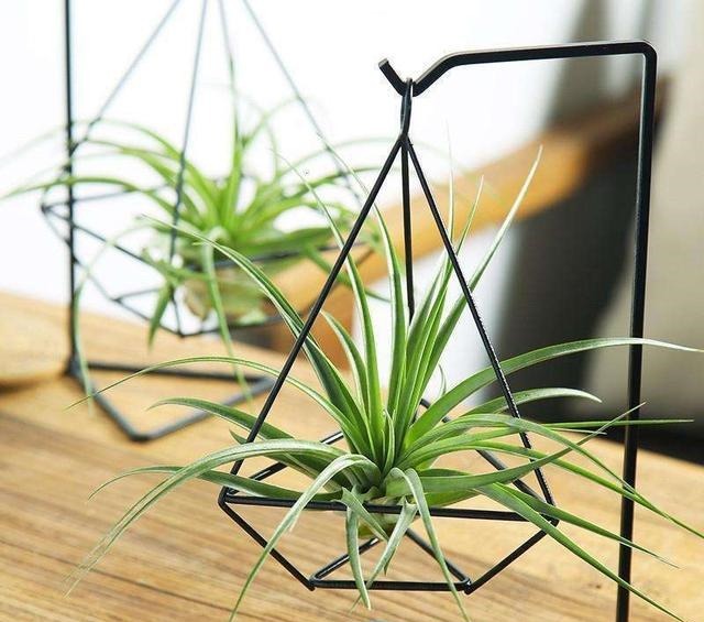 这花不用打理,不施肥不浇水,专门吃空气,挂在空中就能活