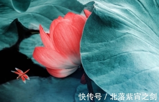 喜鹊|10月下旬，喜鹊报喜，4属相桃花朵朵，爱情甜蜜，日子无忧