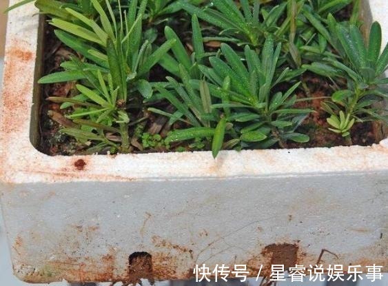 扦插枝|家有罗汉松,代代出富翁,这种松太贵不用买,剪个枝一插就活