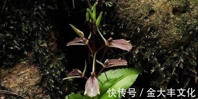 发芽|这野草喜欢在石头缝里生根发芽,常被农民所忽视,殊不知珍贵难得