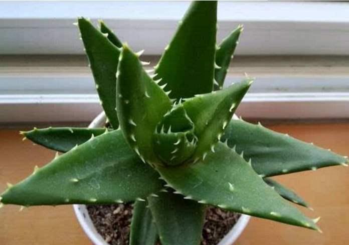 不夜城芦荟好养,易繁殖,为什么轮到自己养却徒长又干瘪