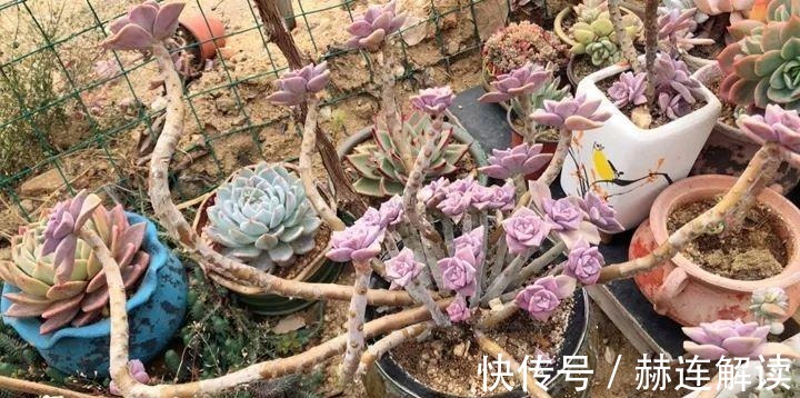 艾伦|姐姐养了9年的多肉,没有买肥就用它,个个长成精!