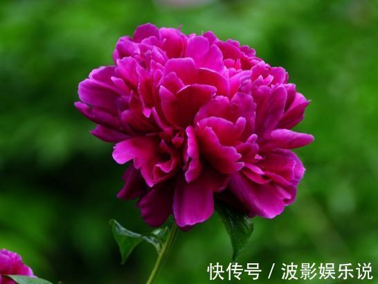 木耳状|喜欢玫瑰，就养”高档玫瑰“糖果雪山，甜蜜如糖果，淡雅清新