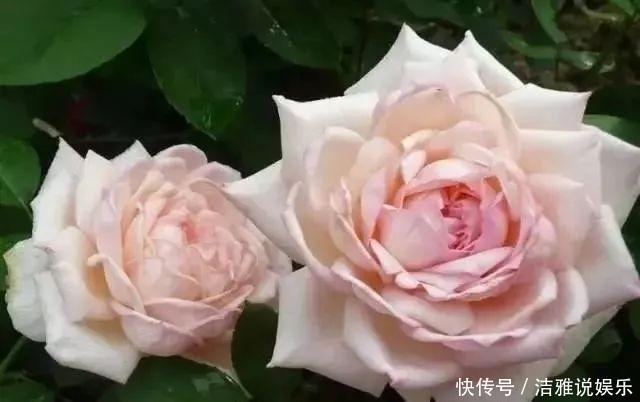 阳台|夏天养花就要养它们,放在阳台狠狠晒,天天开成小花园!