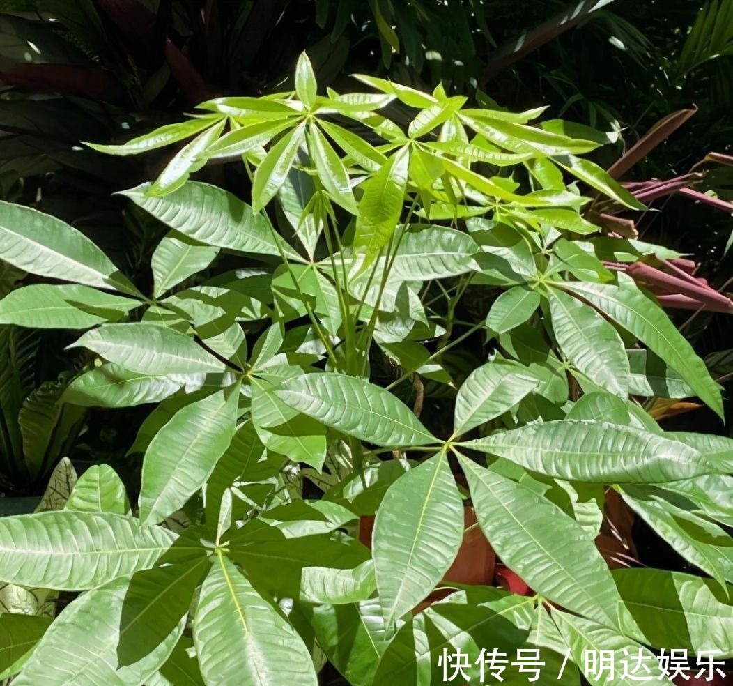 修剪|如果养着这7种花，温度高及时“打顶”，这样才能枝繁叶茂