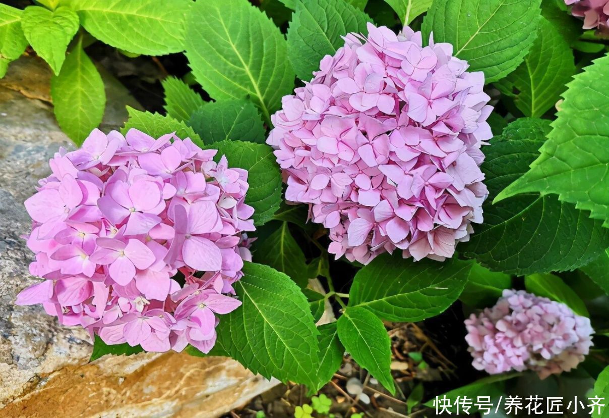 养花人都有的“迷惑行为”,只有爱花之人才懂,快看看你中了几条