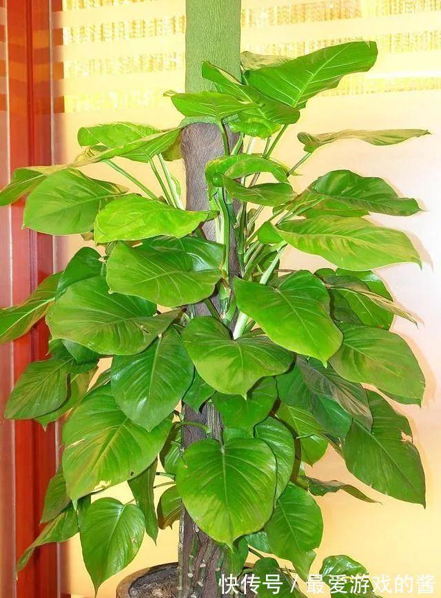 养绿萝只会浇水怎么行,学会加点“小东西”,枝繁叶茂绿油油!