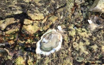 种野生的生蚝|看起来很“脏”味道却很好的小吃,老外也喜欢,吃一次就爱上了