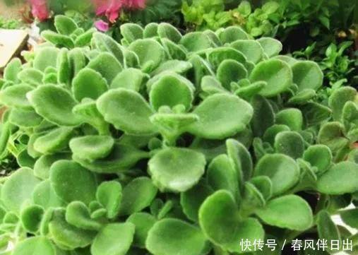 碰碰香|不管有钱没钱,家里养这十种植物,招财镇宅又养人