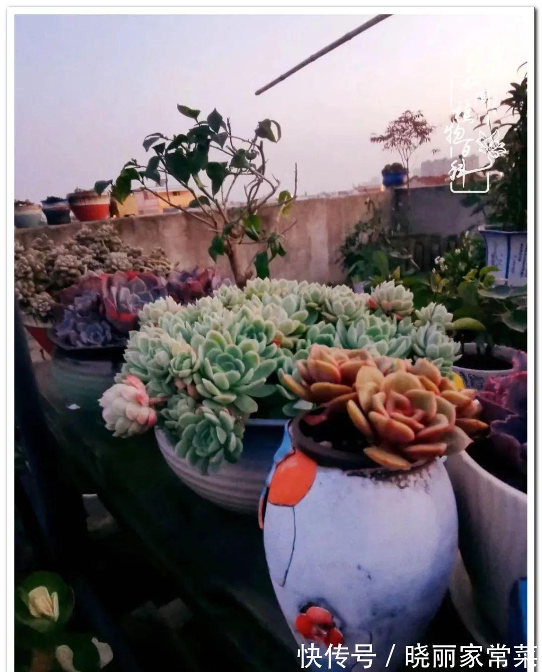 多肉之路,让我沉醉,浮世三千,有肉就欢!