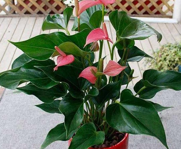 深秋养花,3种东西兑水浇,植物生长快,抗性强,过冬更省心