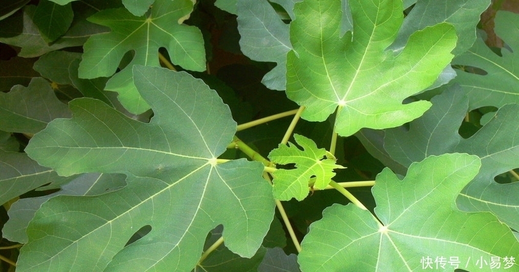 我是无花果，浑身都是宝，果实和叶子3个厉害用途，知道的人不多