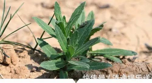 小时候常见却叫不出名字的植物,太全了