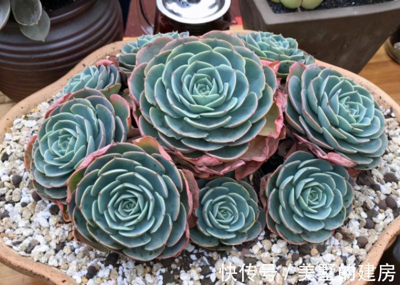 适应性|天气渐冷,想要入坑养多肉?盆栽这3款,0度植株照样状态好