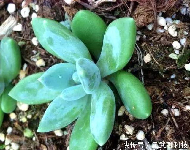 养护|多肉中的“美人系列”,这10种是代表,养护简单颜值高,适合新手