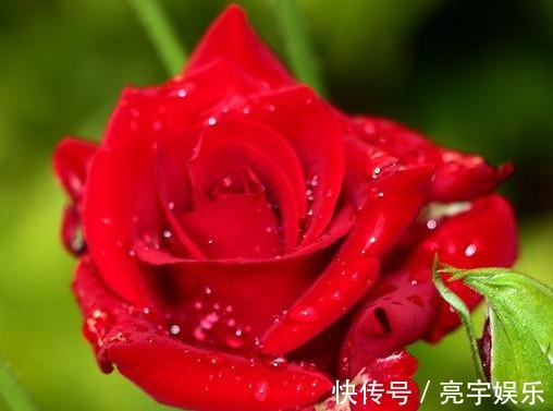 月季花|此款植物最耐寒,适合秋冬养殖,花艳易爆盆,开花一簇一簇,超美