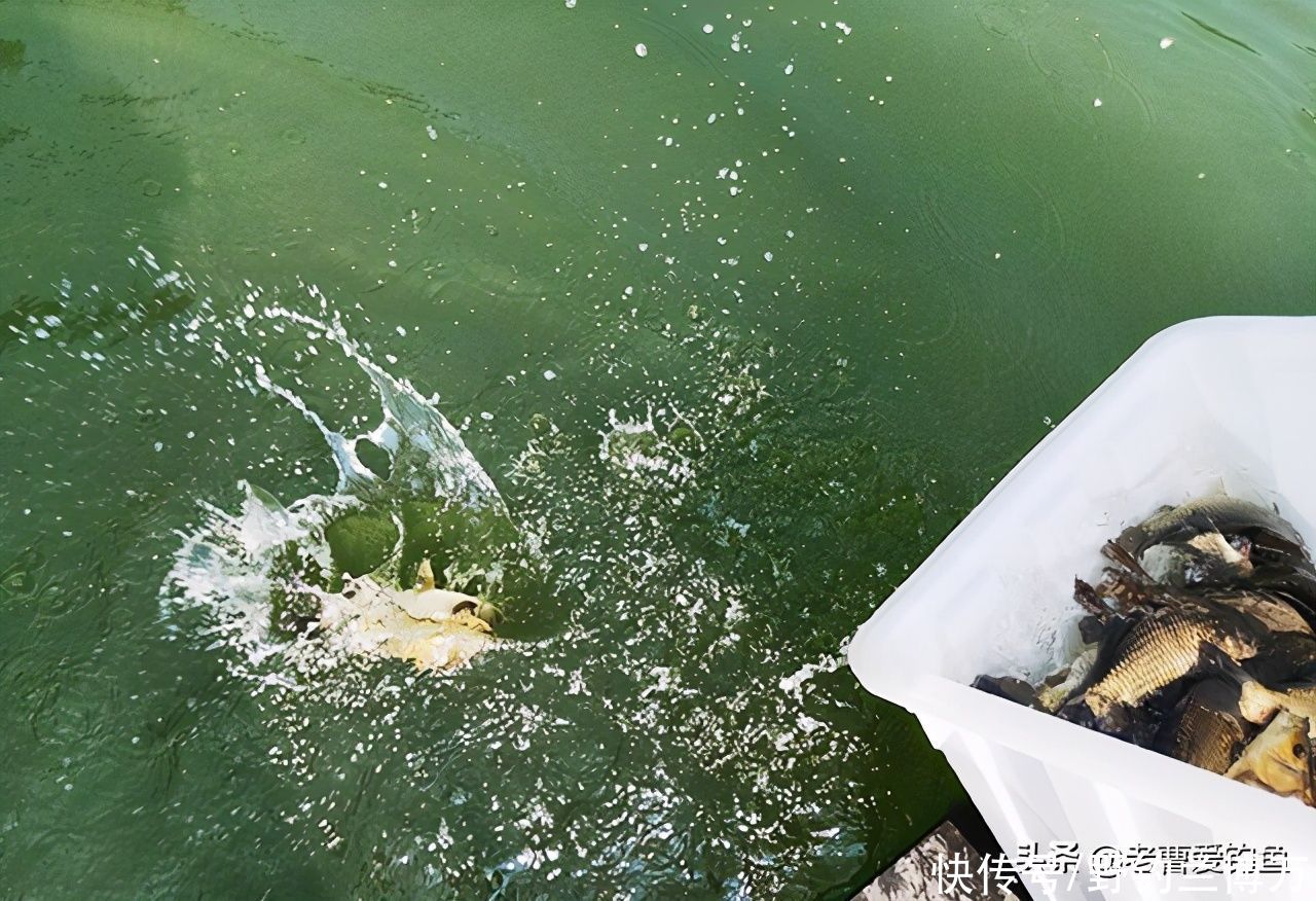 东边放生，西边钓鱼！放生人：钓鱼人不讲“武德”