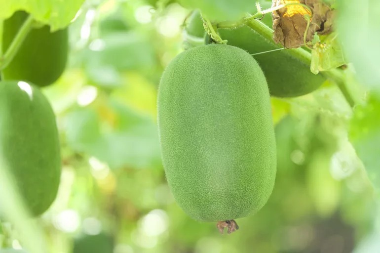 饱腹感|鑫景健康:什么蔬菜最减肥?想瘦,吃这些准没错!