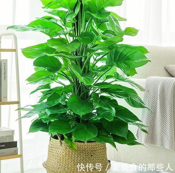 绿萝柱|家里的客厅,一定要放上这几款绿植,美观又大气