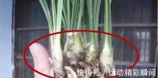 兰花不长，这样轻轻一掰，30天就爆盆