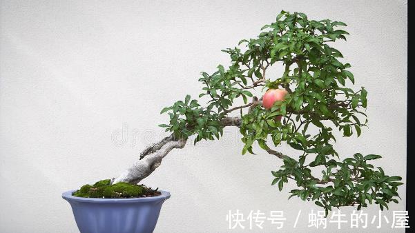 栽种|九月，很多养花人要笑了，因为7个好消息接踵而来