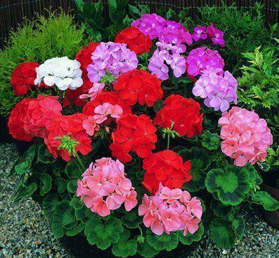 几种花养在家里,花大色很艳,韵压群芳超美丽,很值得拥有