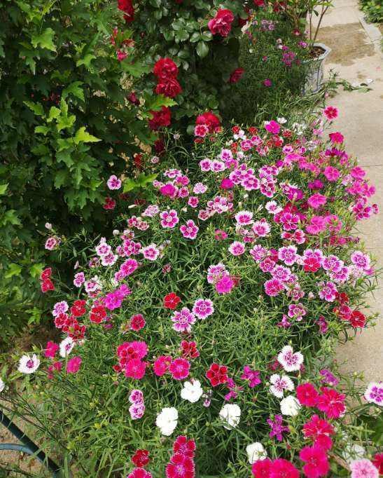 开成“红毯”的4种花，撒把种子开花十几年，邻居见了都眼馋