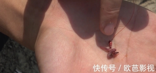 七星漂朝天钩钓鲫鱼，挂对蚯蚓是关键，这2种挂法简单却实用