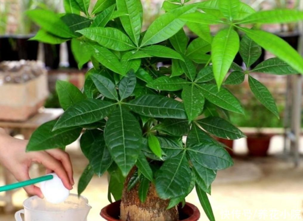 发财树|5月养发财树，别只靠浇水，用上“2种肥”，枝叶长得更繁茂