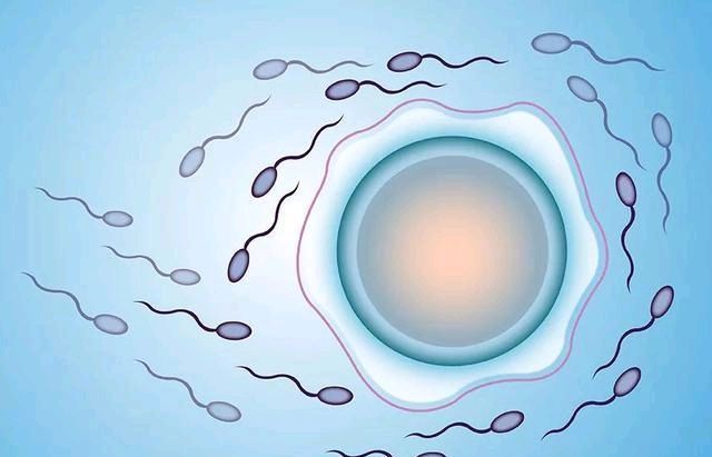 生活百科全书:所有没有与卵子结合的精子最终都到哪里去了?
