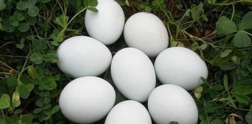 孕妈|因怀孕坚持吃鹅蛋?医生怒道:就算再无知,也别拿宝宝生命开玩笑