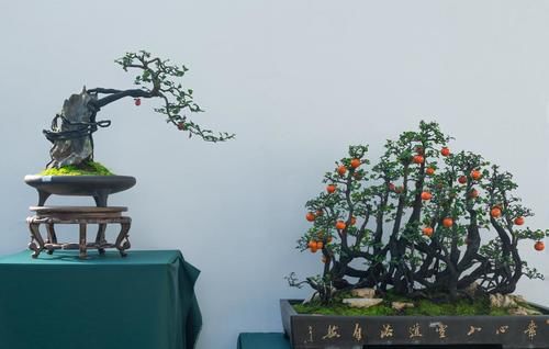 盆景养护不周造成植株萎蔫,找到原因,救治及时很重要