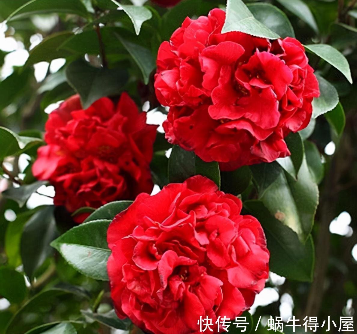 克瑞墨大牡丹|此花比牡丹还美,皮实好养开花艳,一开就是大半年,适合新手