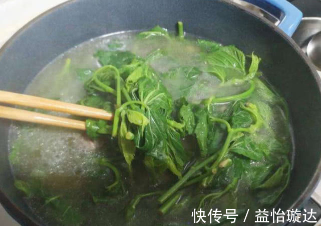 泡水|每天用“桑叶”泡水喝,不出一个月,3件好事可能会不请自来