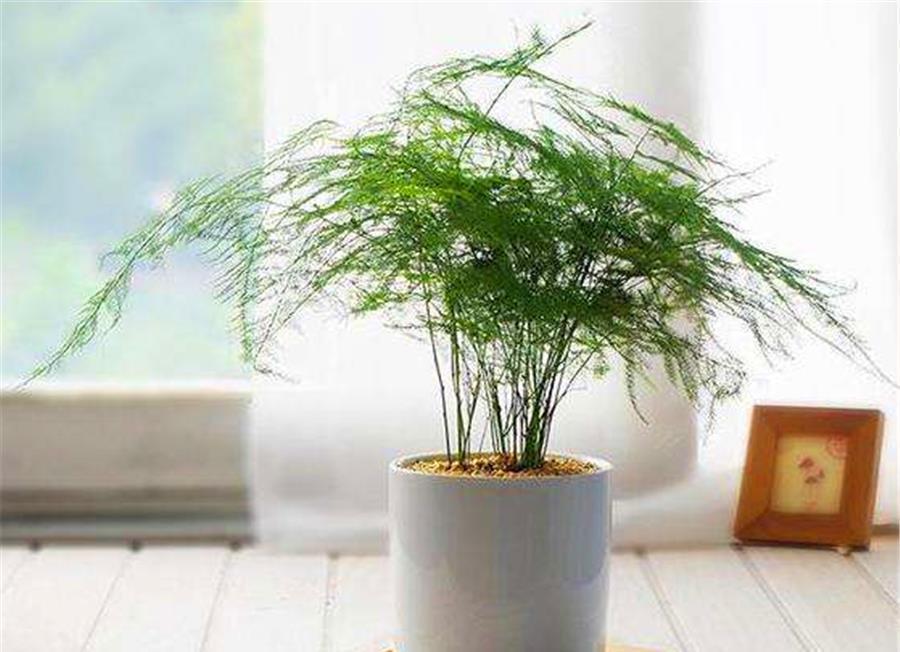 文竹|文竹有“3怕”,难怪叶子发黄还烂根,学会了四季常青,枝繁叶茂